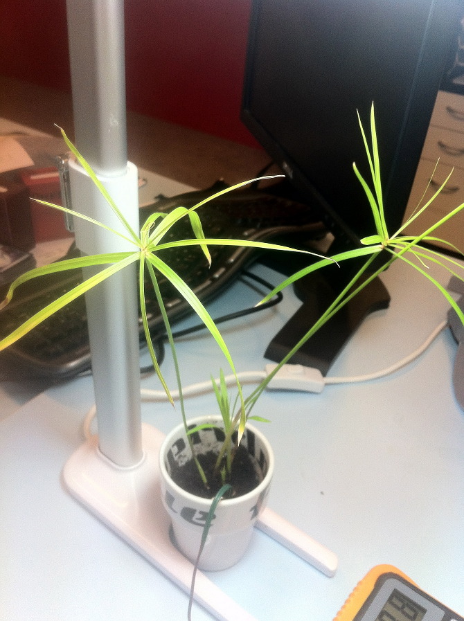 Mimo the plant - IMG_4142.jpg