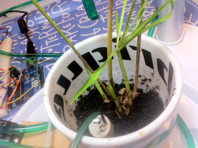 Mimo the plant - IMG_4154.JPG