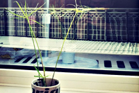 Mimo the plant - mimo_the-plant.jpg